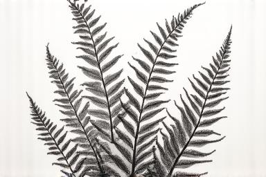 Online tutorial student result — detailed botanical ink drawing of ferns completed at home